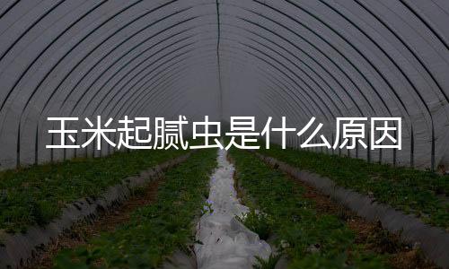 【】玉米原因影响灌浆等等