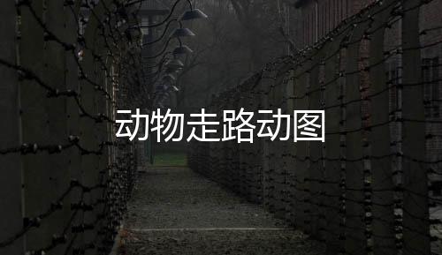 【】骆驼等走路的走路动画